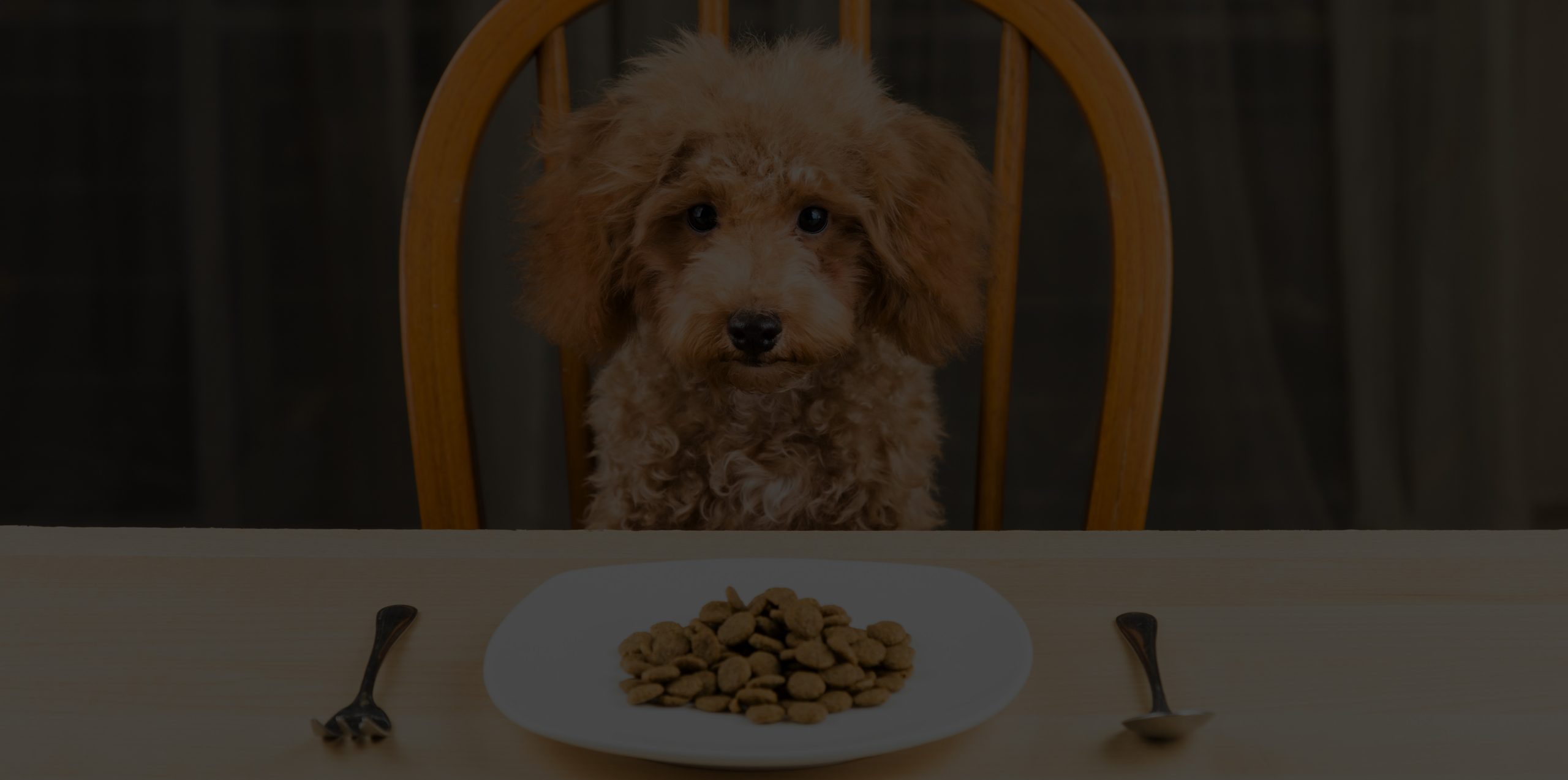 dog-kibble